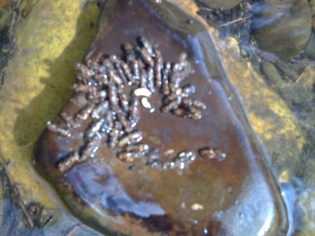 Re: Moscas, larvas e insectos....